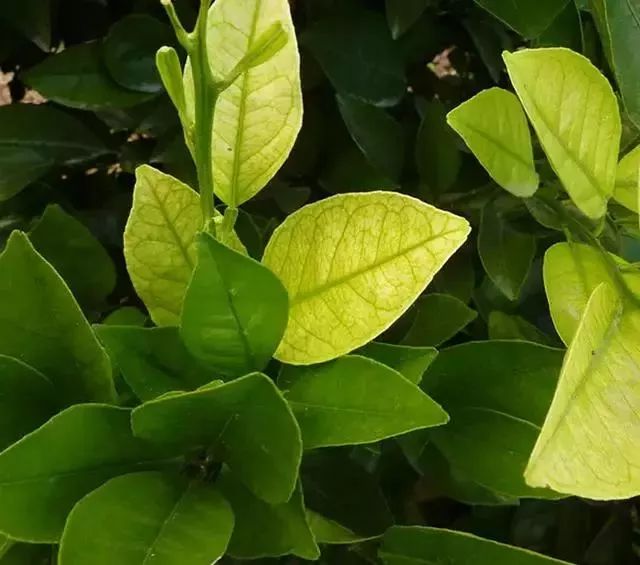 法师叶子得病:诊断与防治方法