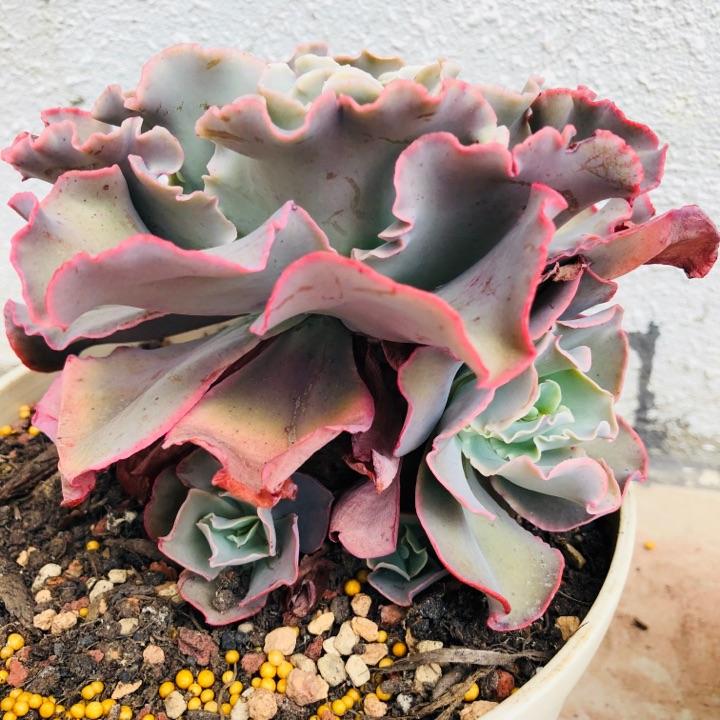 摇钱树扦插:掌握技巧,轻松繁衍财富之树