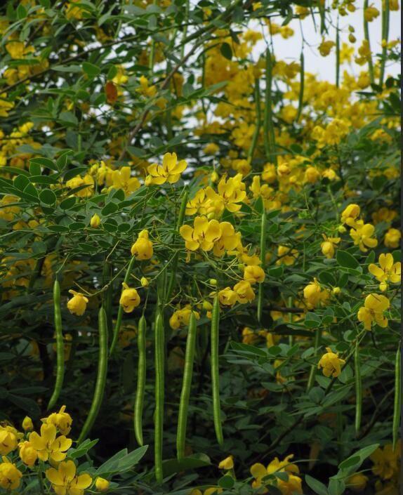 桔子可以扦插种:探索高效的繁殖方法