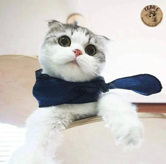 狗狗肚子抽筋:宠物护理人员教你如何应对